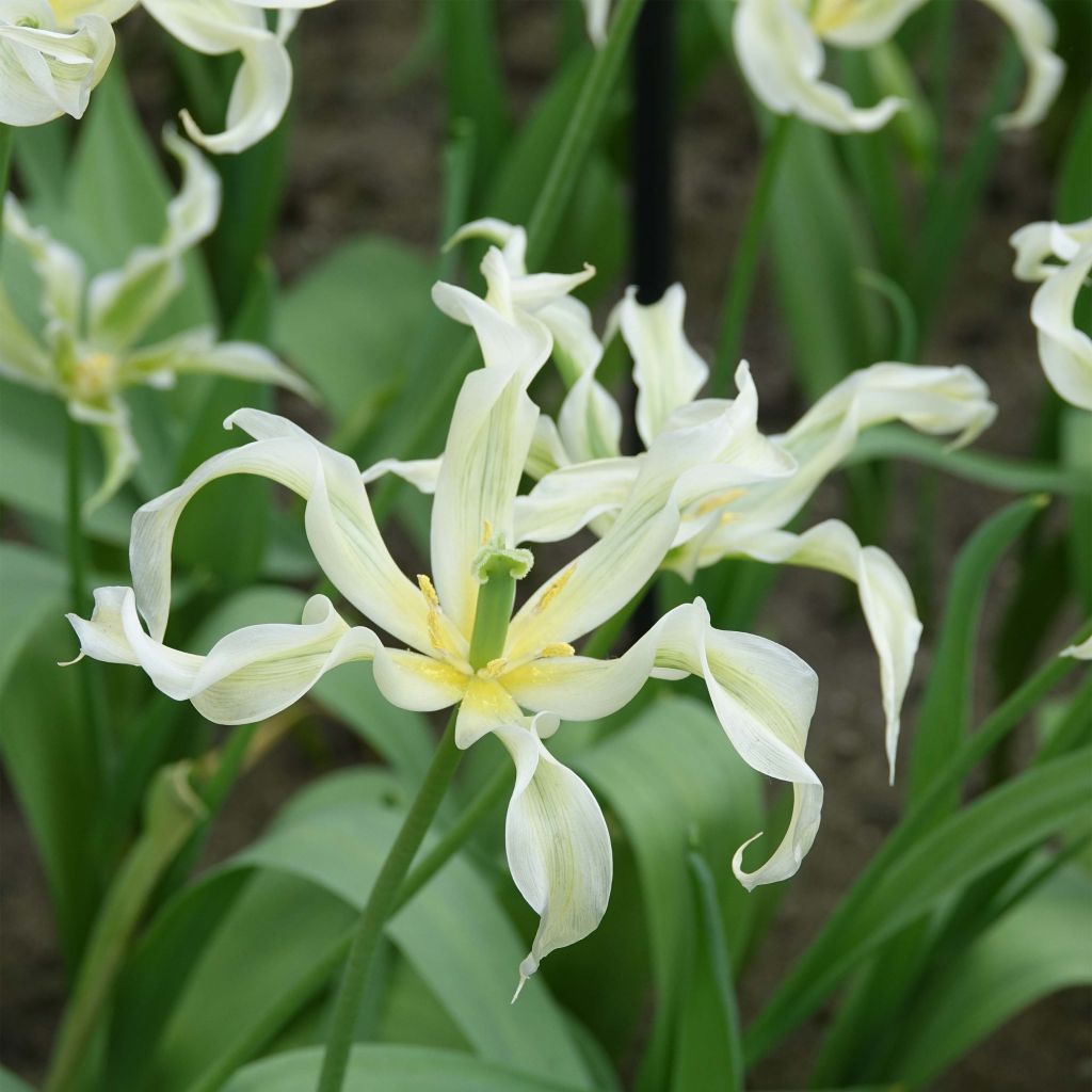 Tulipa Green Dance - Leliebloemige tulp
