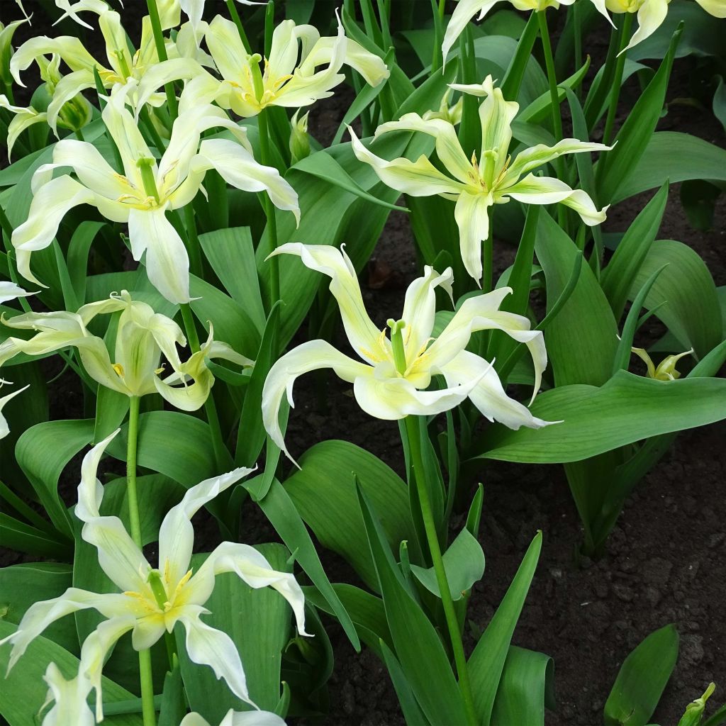 Tulipa Green Dance - Leliebloemige tulp