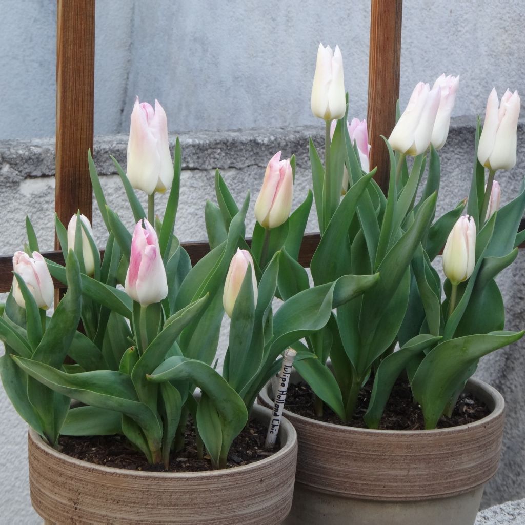 Tulipa Holland Chic - Leliebloemige tulp