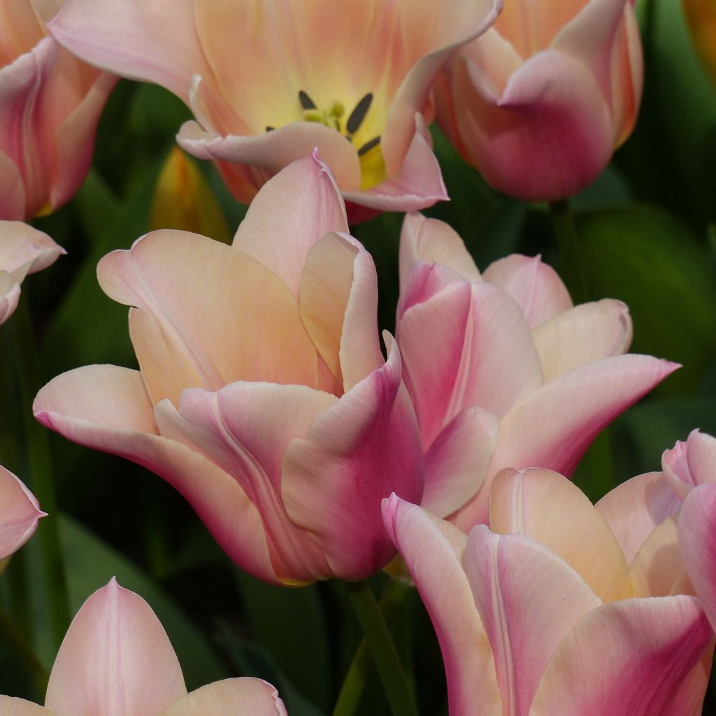 Tulipa Sanne - Leliebloemige tulp