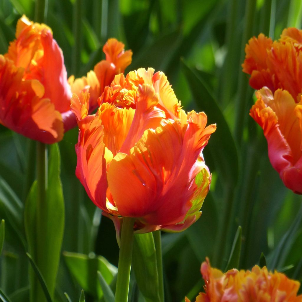 Tulipe Amazing Parrot - Papegaaitulp