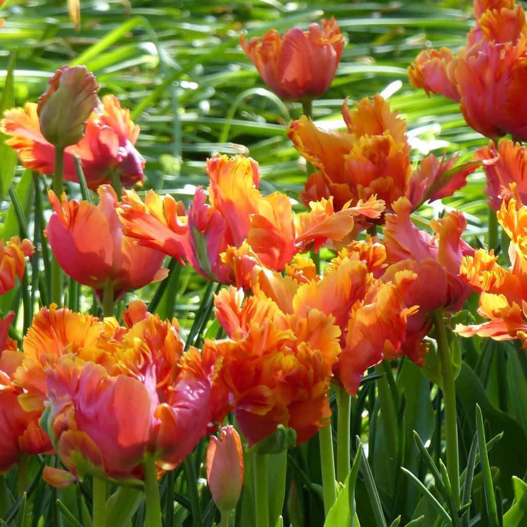 Tulipe Amazing Parrot - Papegaaitulp