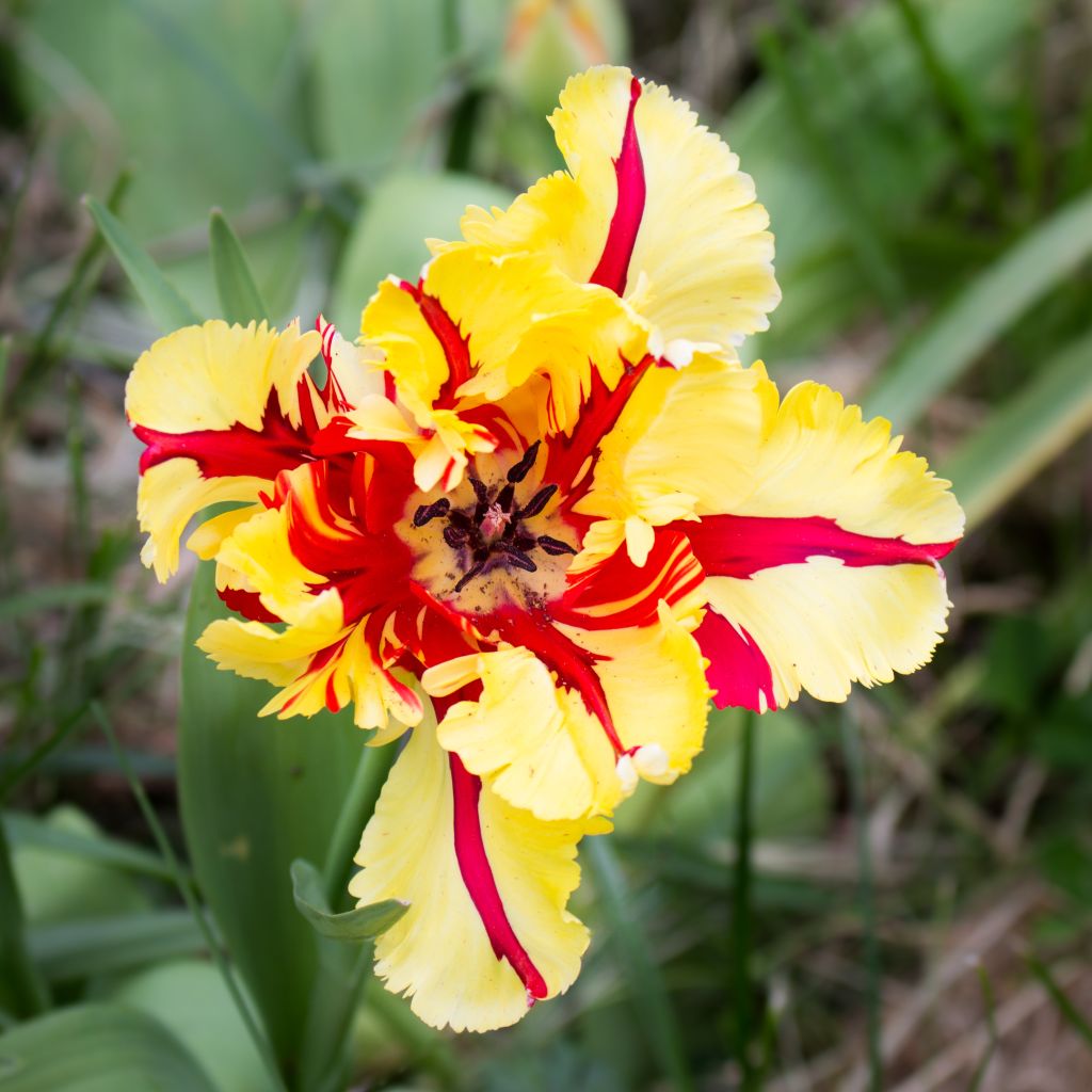 Tulipa Flaming Parrot - Papegaaitulp