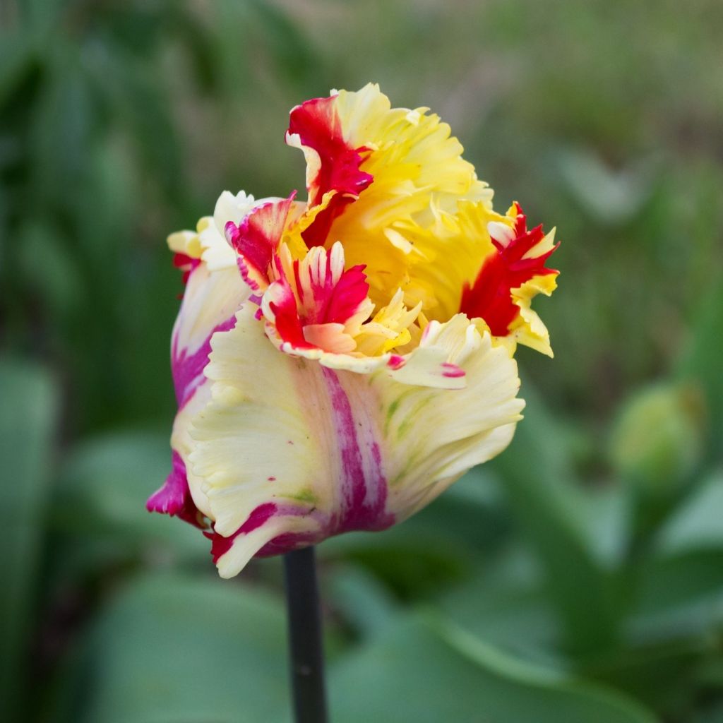Tulipa Flaming Parrot - Papegaaitulp