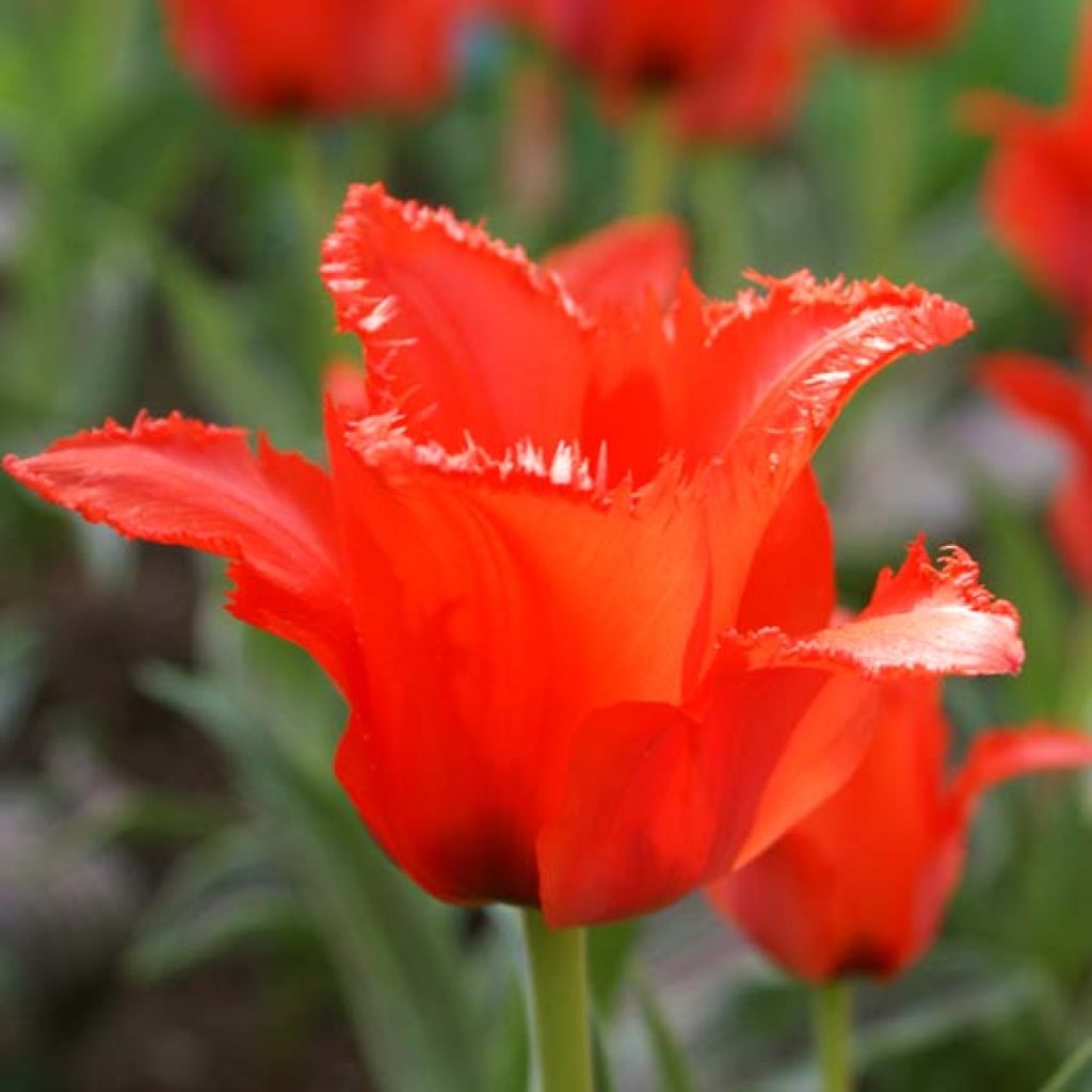 Tulipa greigii Petit Chaperon Rouge - Greigii‑tulp