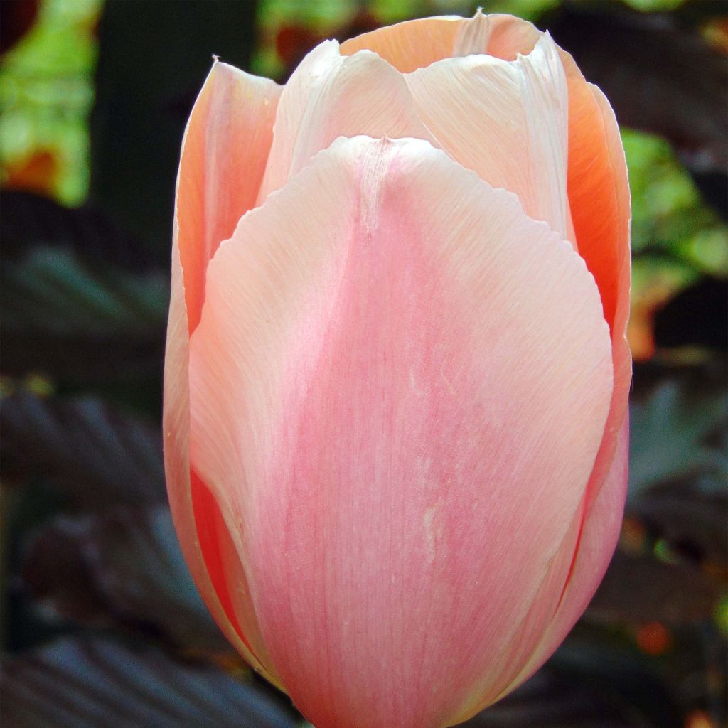 Tulipa Apricot Beauty - Vroegbloeiende enkele tulp