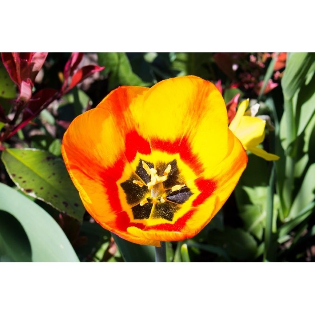 Tulipa Flair - Vroegbloeiende enkele tulp
