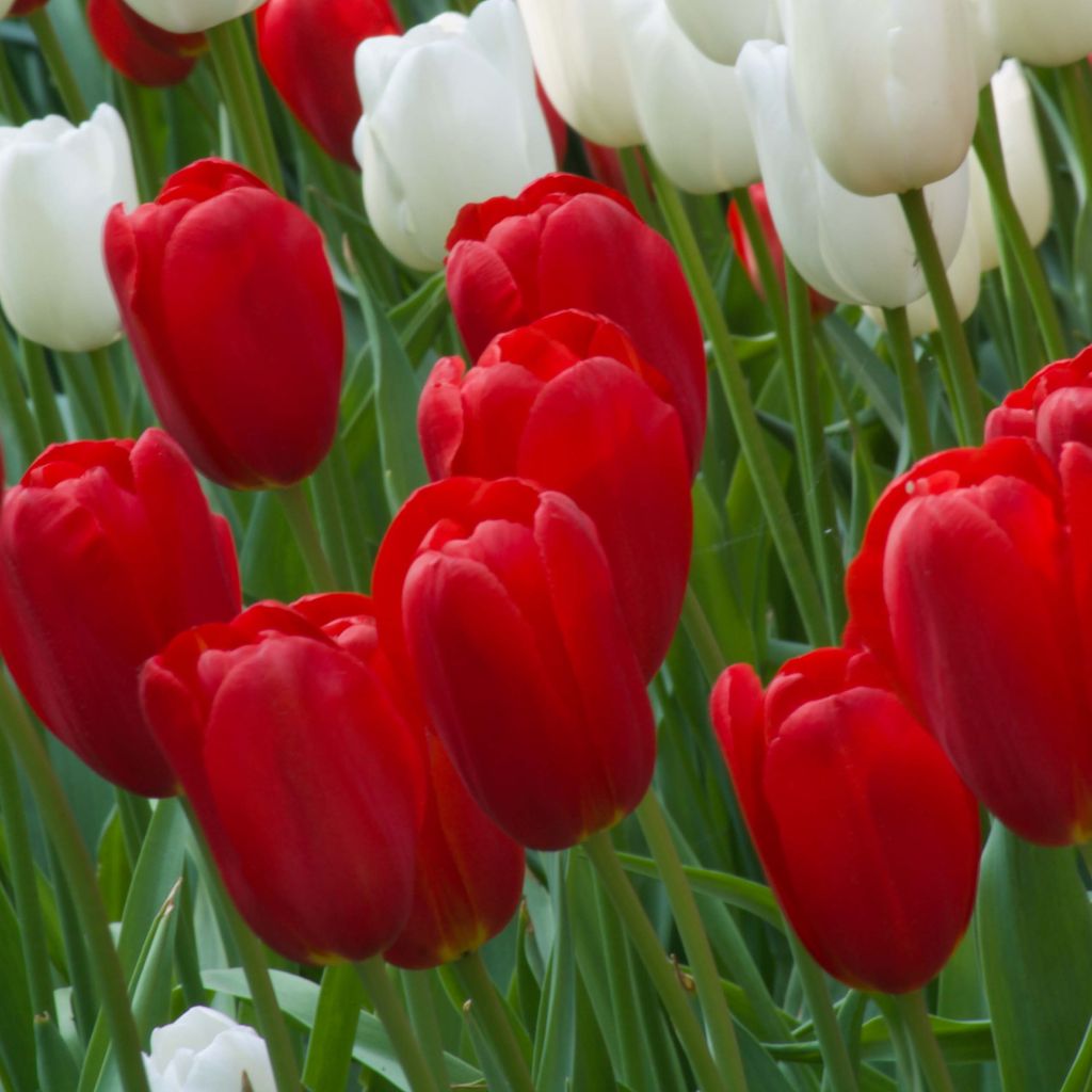 Tulipa Sky High Scarlet - Enkele late tulp