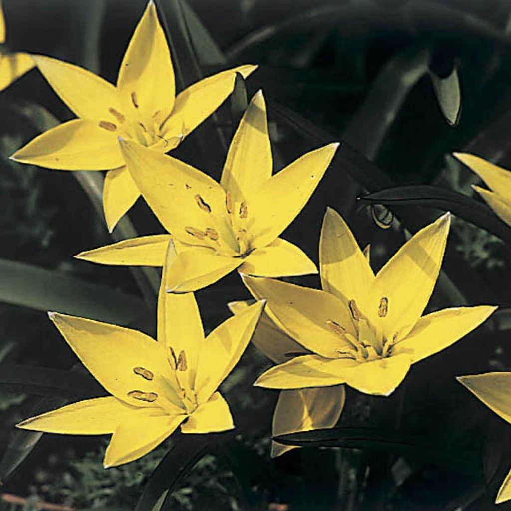 Tulipa sylvestris - Bostulp