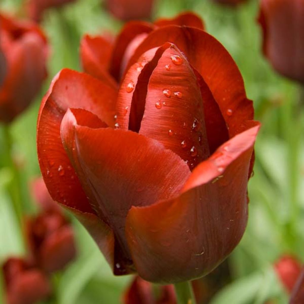 Tulipa Triumph Jan Reus - Triumphtulp