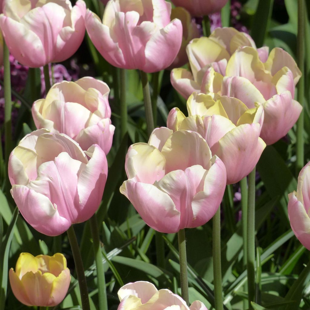 Tulipa Triumph Mango Charm - Triumphtulp