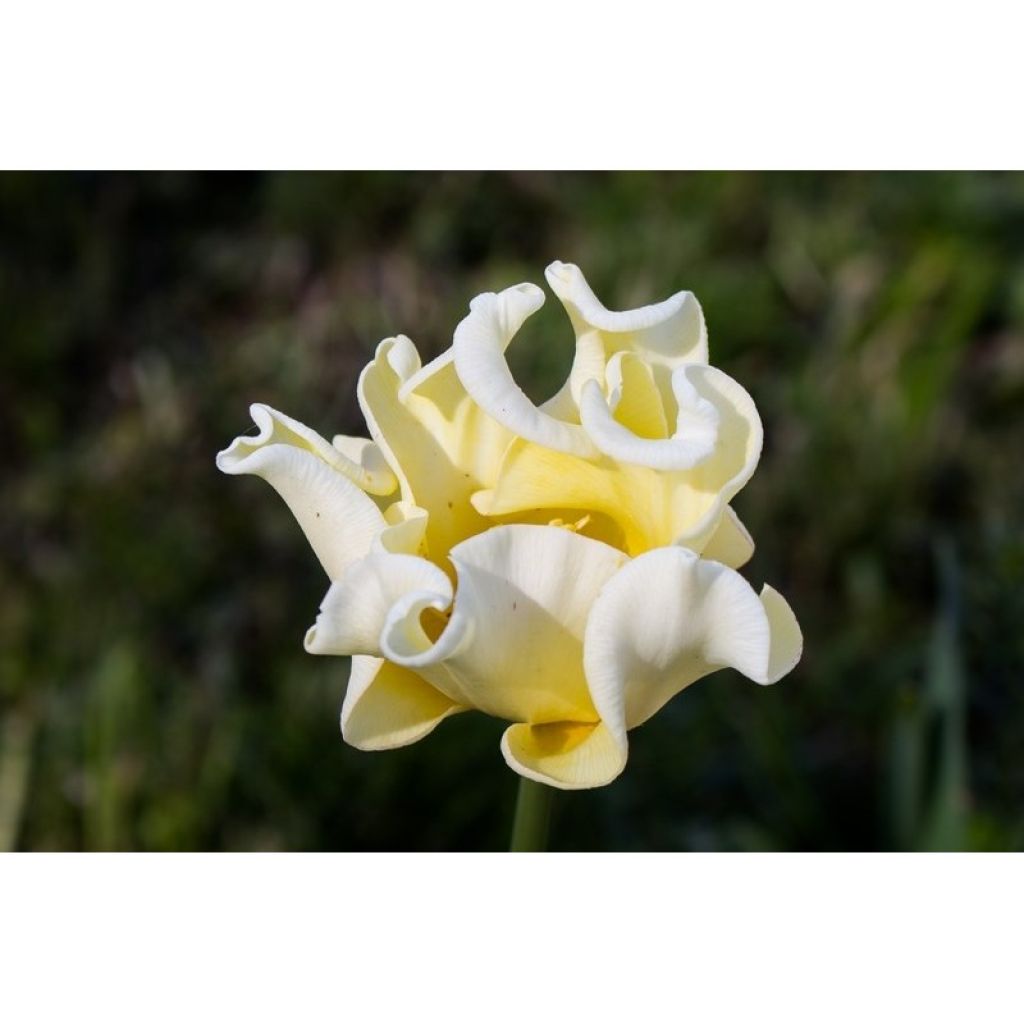 Tulipe Triumph Yellow Crown - Triumph-tulp