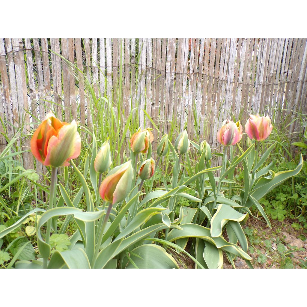 Tulipa viridiflora Artist - Viridiflora tulp