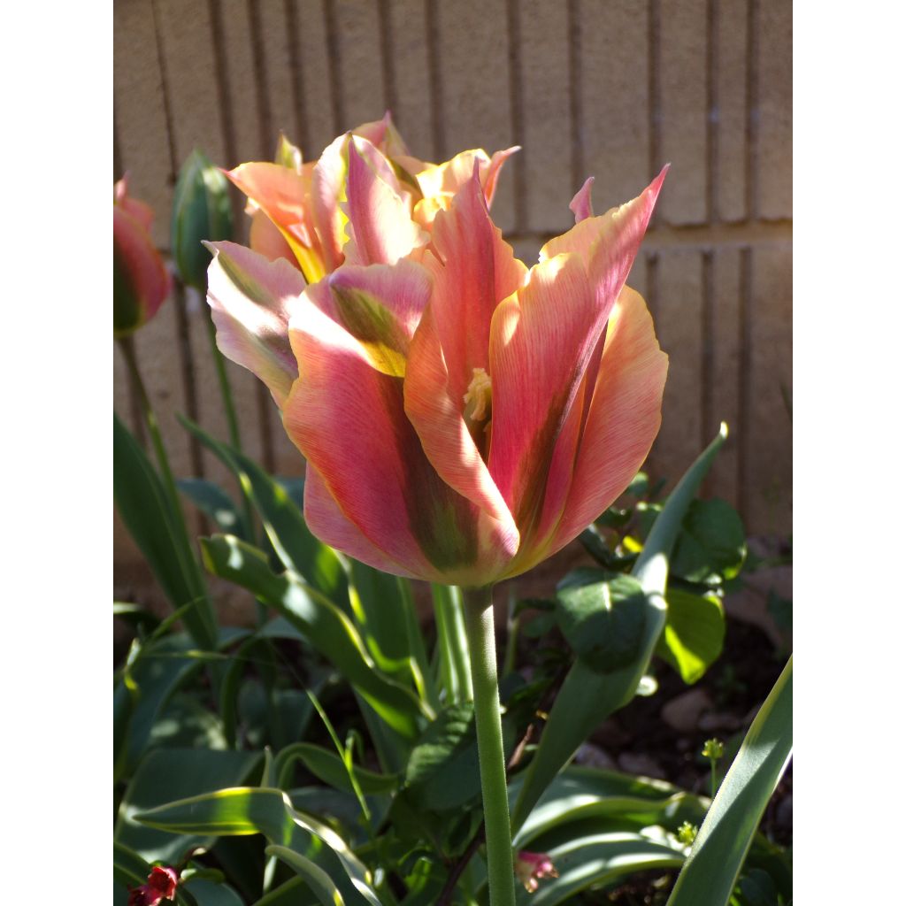 Tulipa viridiflora Artist - Viridiflora tulp