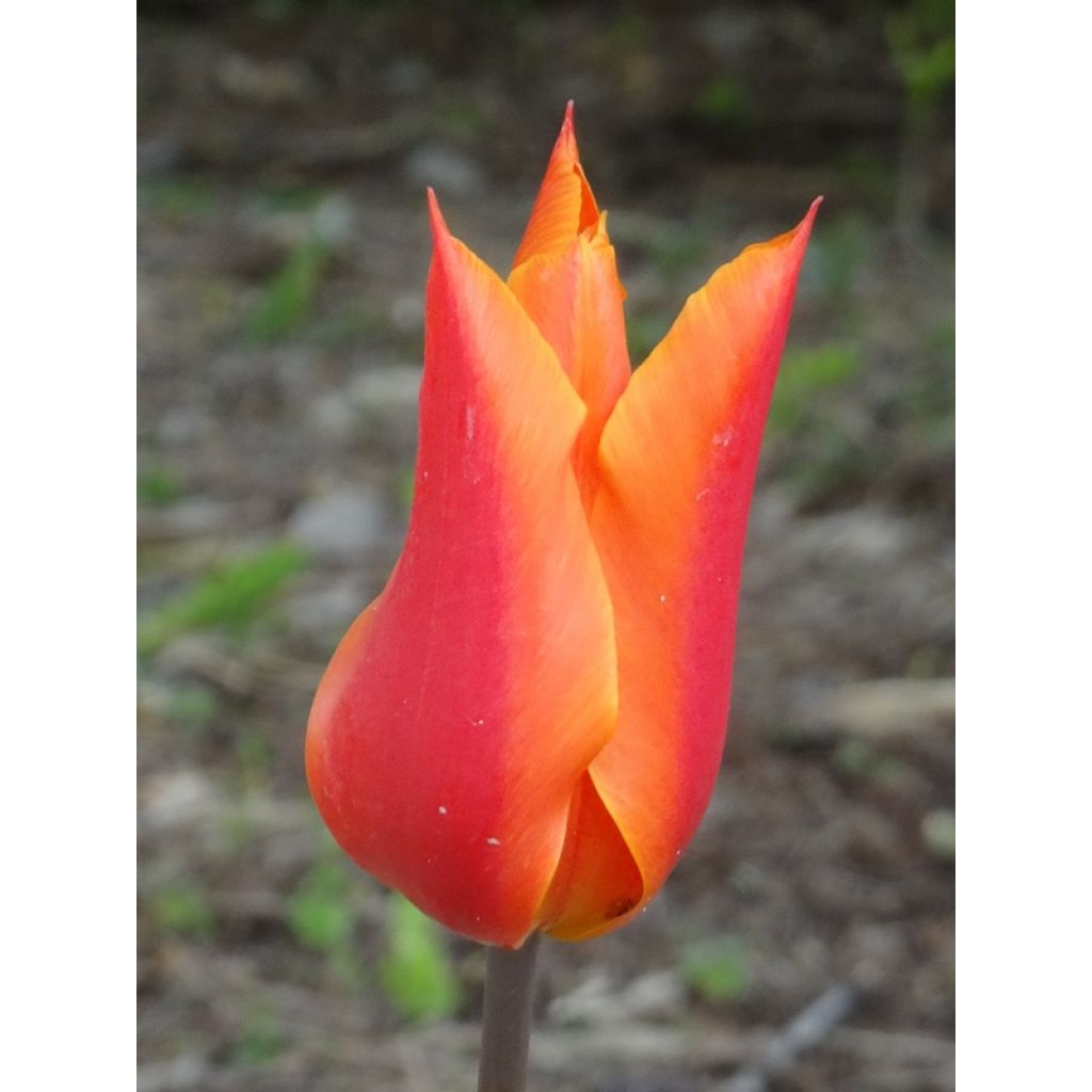 Tulipe Ballerina - Leliebloemige tulp