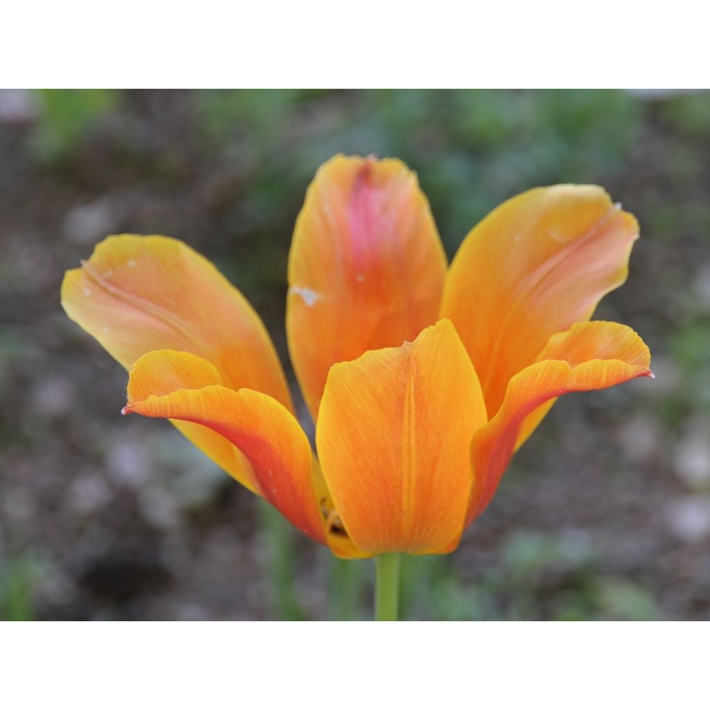 Tulipe Ballerina - Leliebloemige tulp