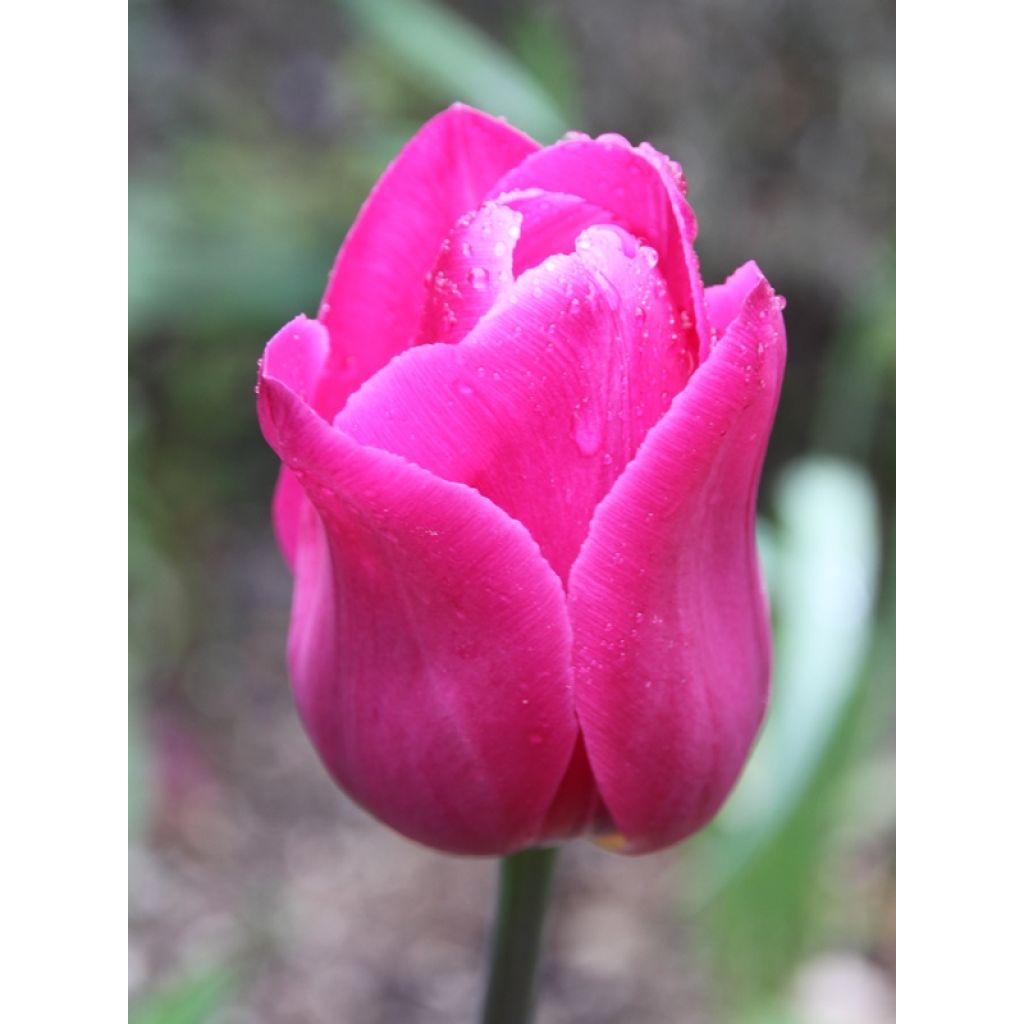 Tulipa Triumph Barcelona - Triumphtulp