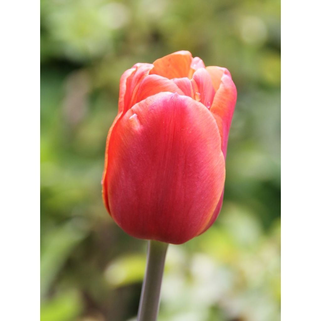 Tulipa Triumph Brown Sugar - Triumphtulp