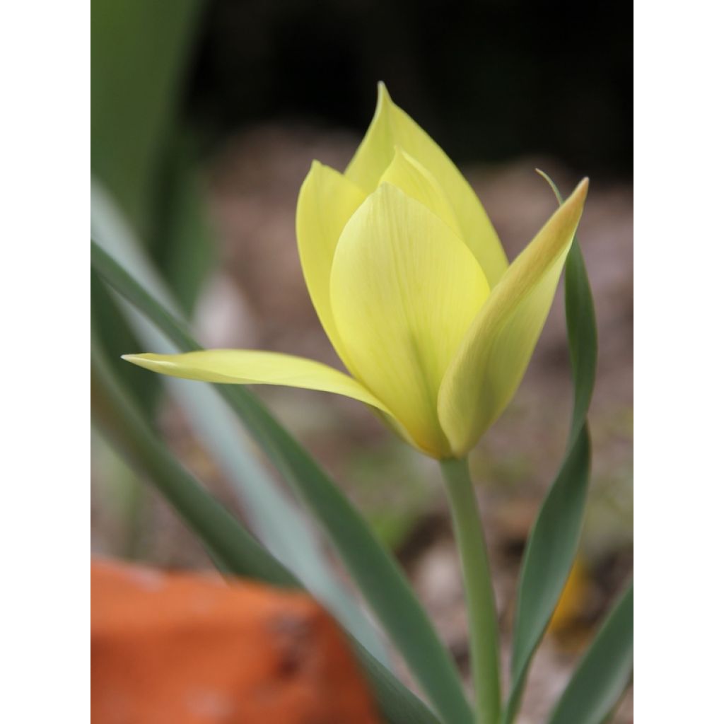 Tulipa clusiana Honky Tonk - botanische tulp