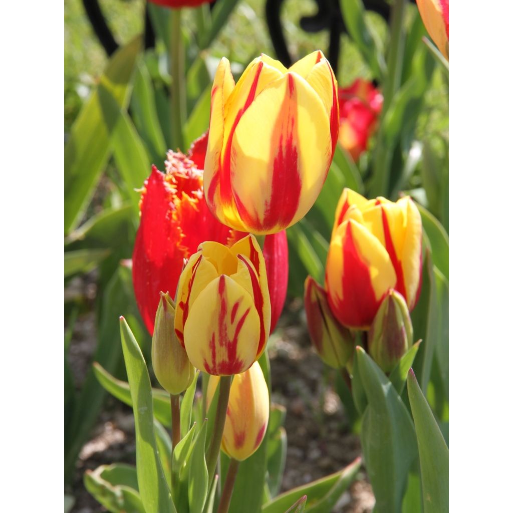 Tulipa Colour Spectacle - Meerbloemige tulp