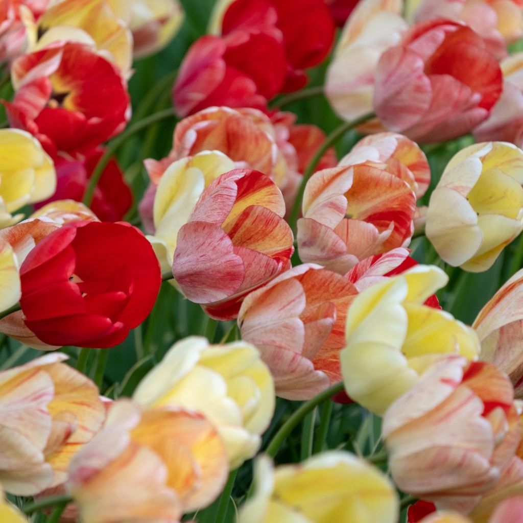 Tulipa Silverstream - Darwintulp