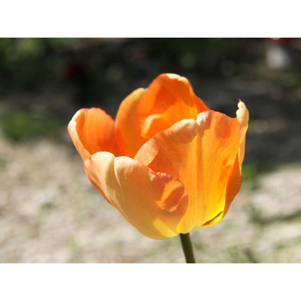 Tulipa Darwin Daydream - Darwintulp