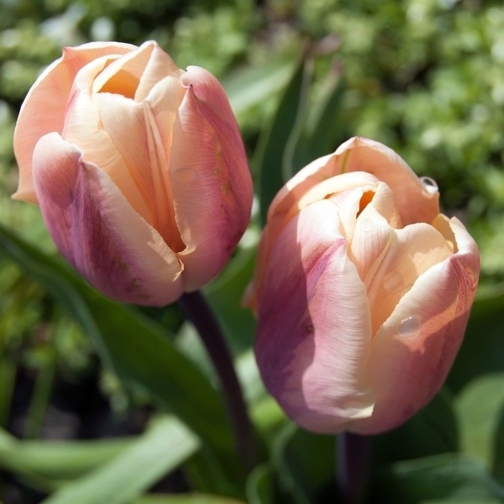 Tulipa La Belle Epoque - Dubbele vroege tulp