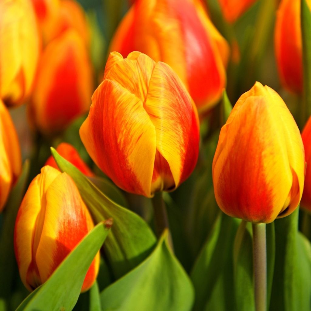 Tulipa Flair - Vroegbloeiende enkele tulp