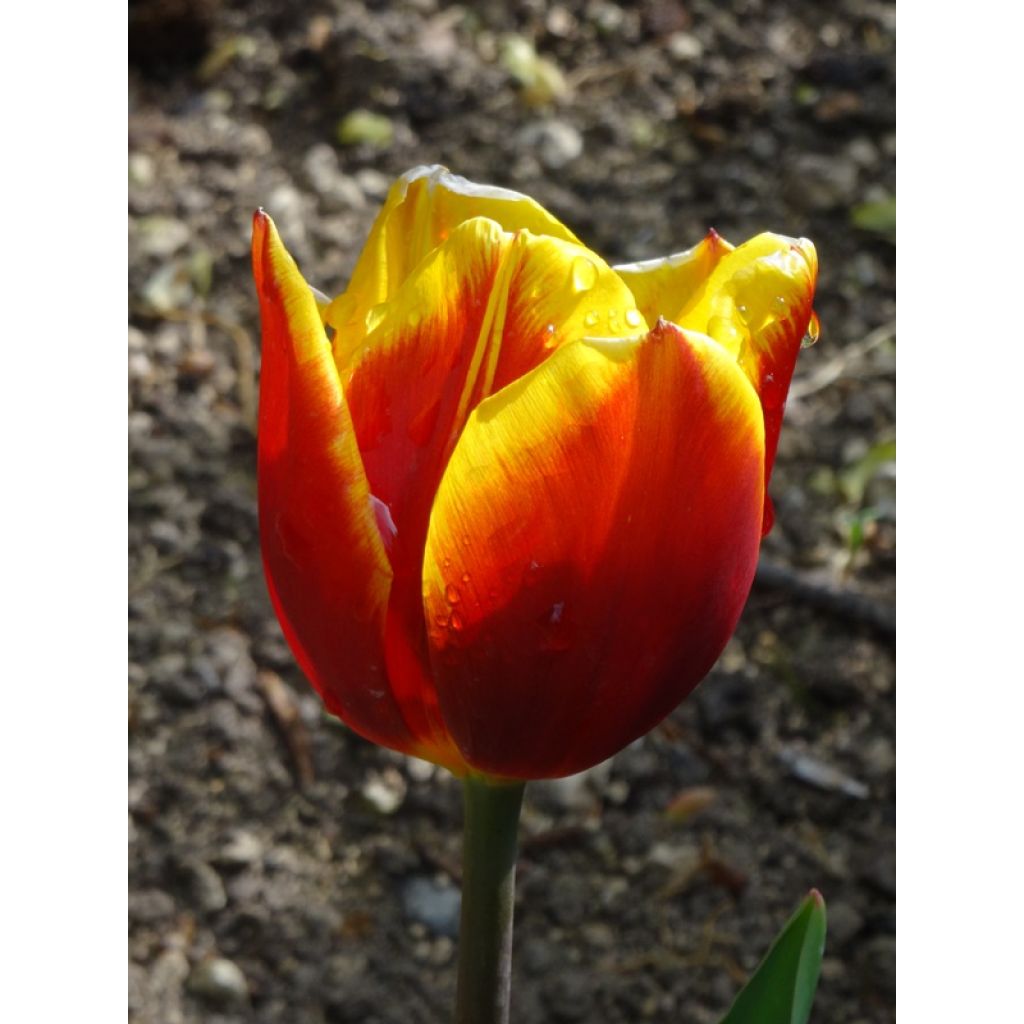Tulipa Flair - Vroegbloeiende enkele tulp