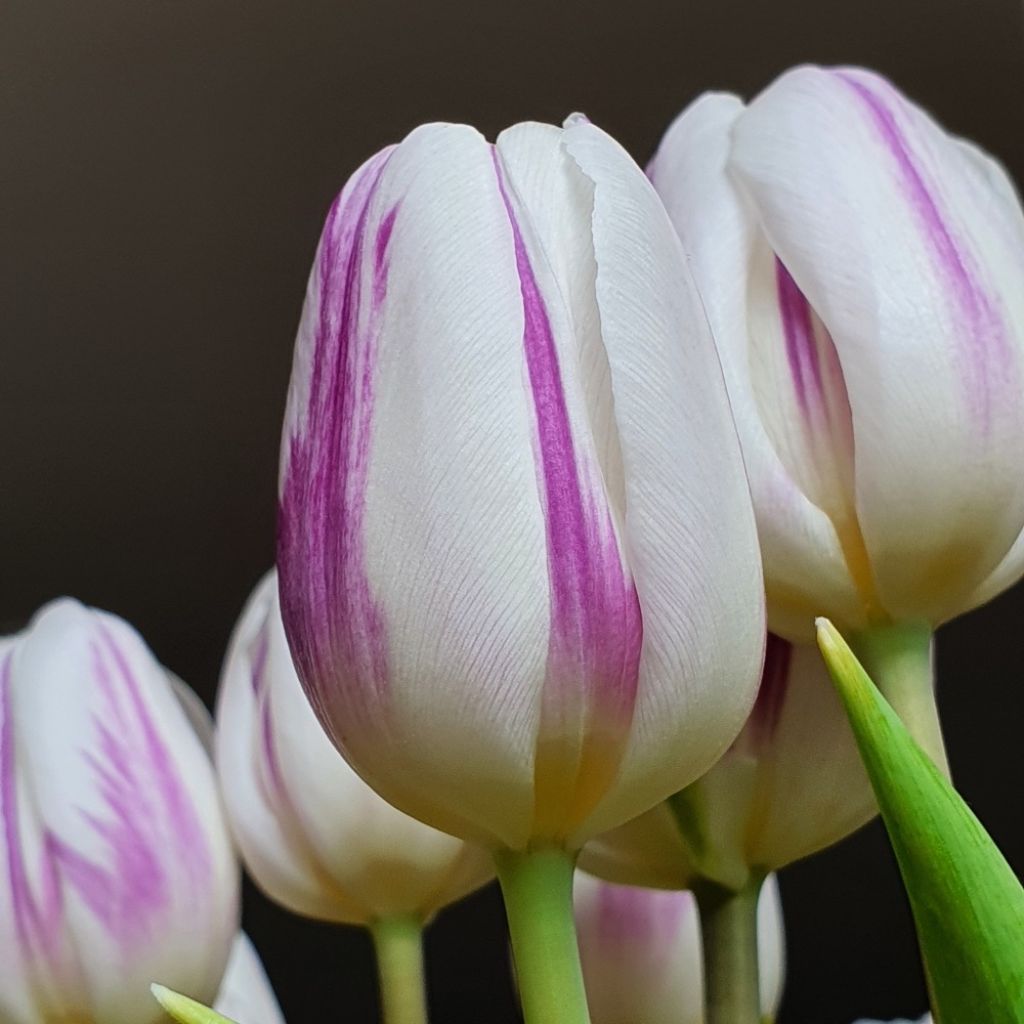 Tulipe Triumph Flaming Flag - Triumphtulp