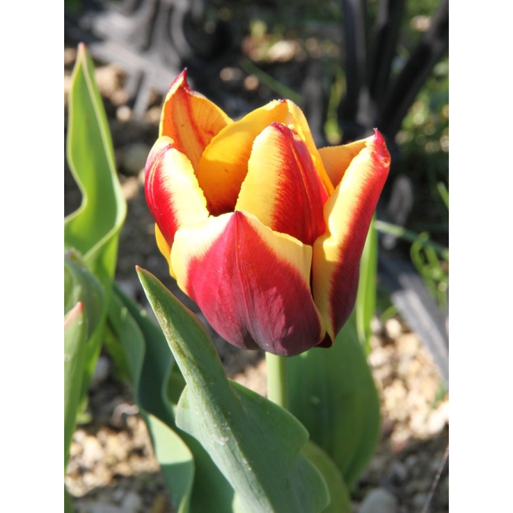 Tulipe Triumph Gavota - Triumphtulp