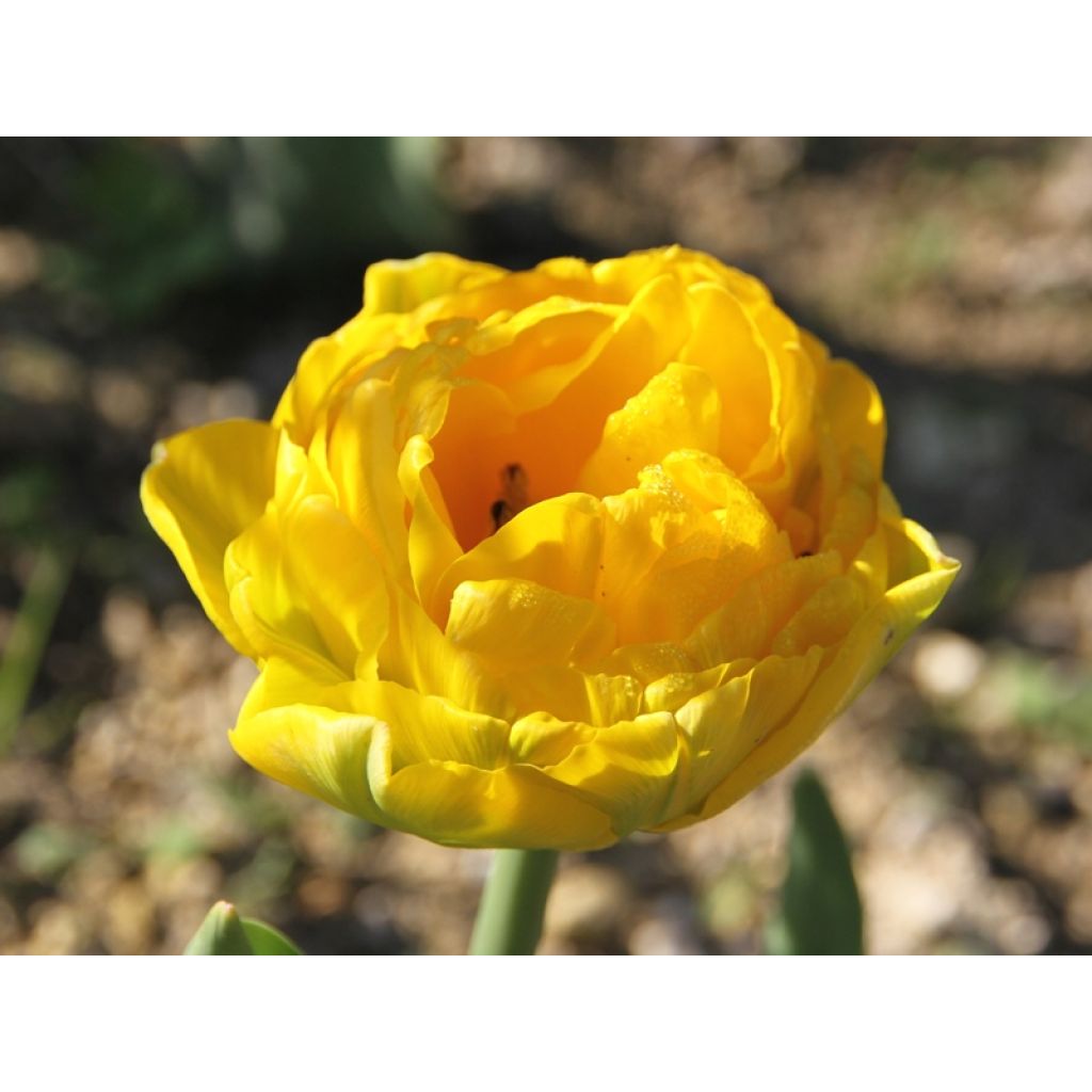 Tulipa Gold Fever - Dubbele late tulp