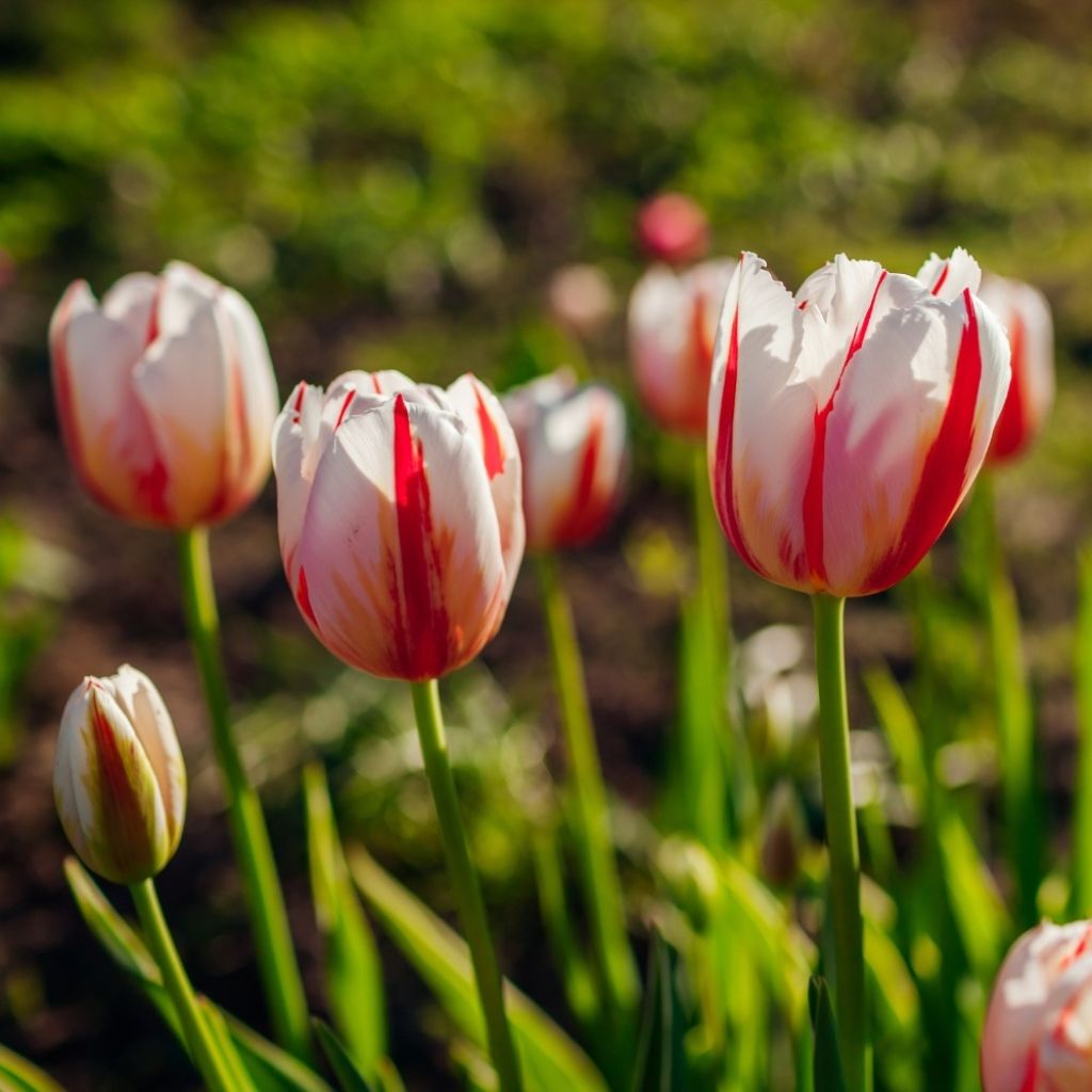 Tulipa Triumph Happy Generation - Triumphtulp