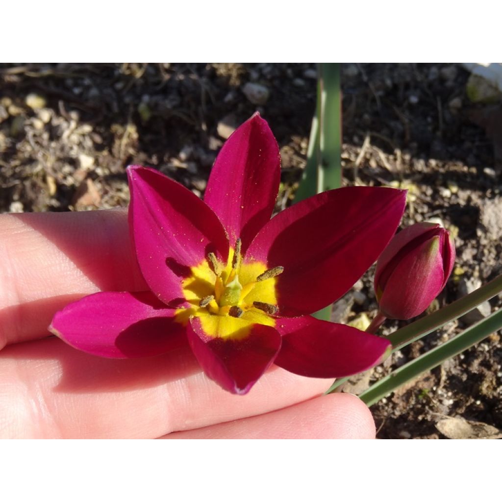 Avec main pour une échelle de taille