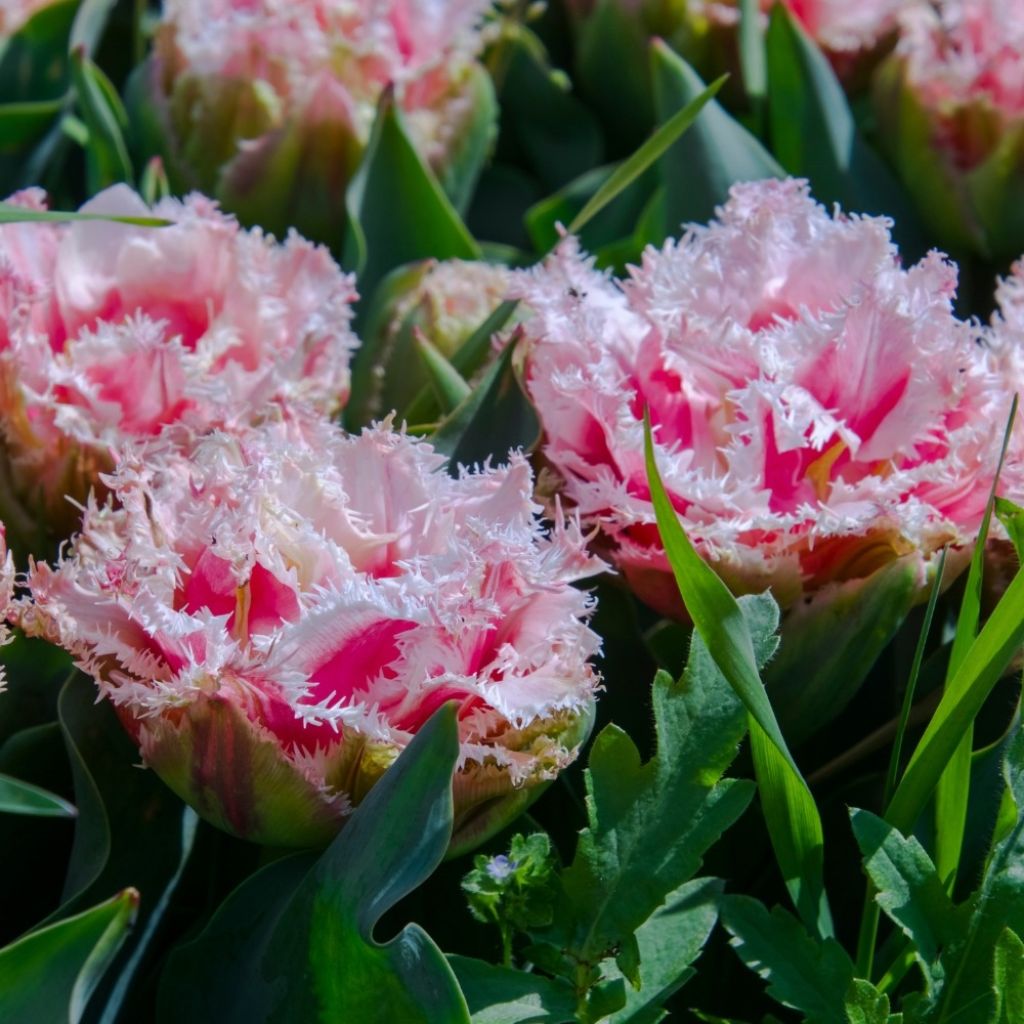 Tulipa crispa Queensland - Gefranjerde tulp