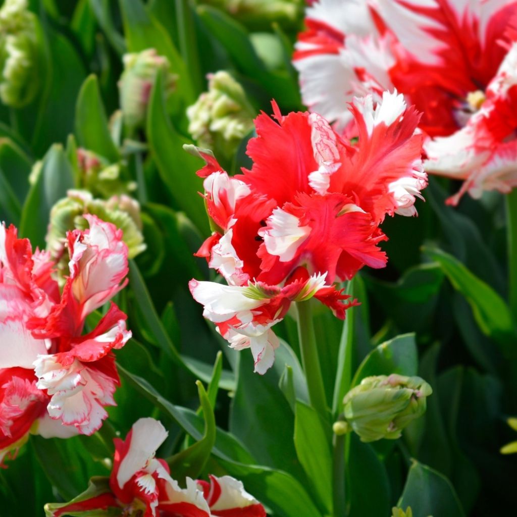 Tulipa Estella Rijnveld - Papegaaitulp