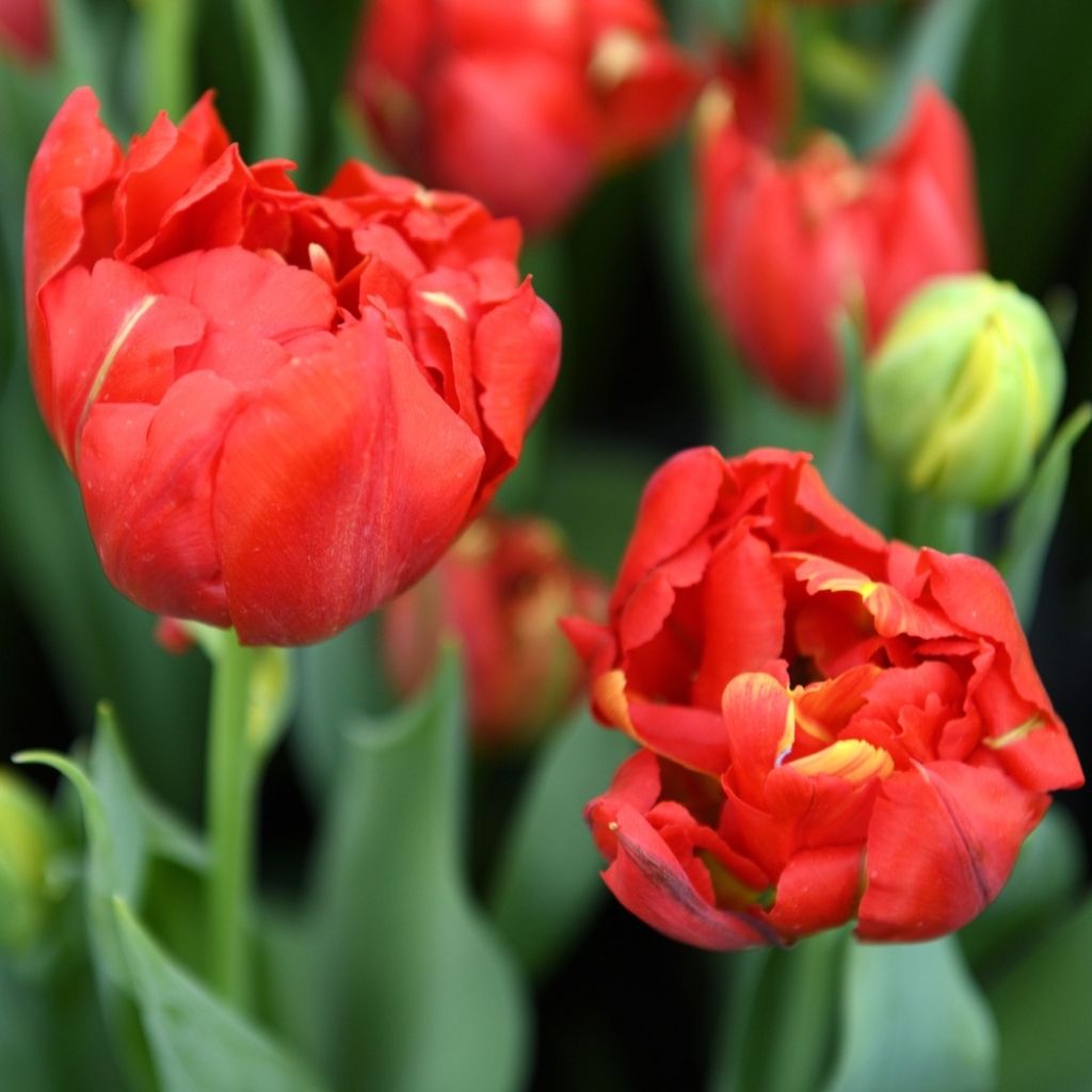 Tulipa Viking - Dubbele vroege tulp