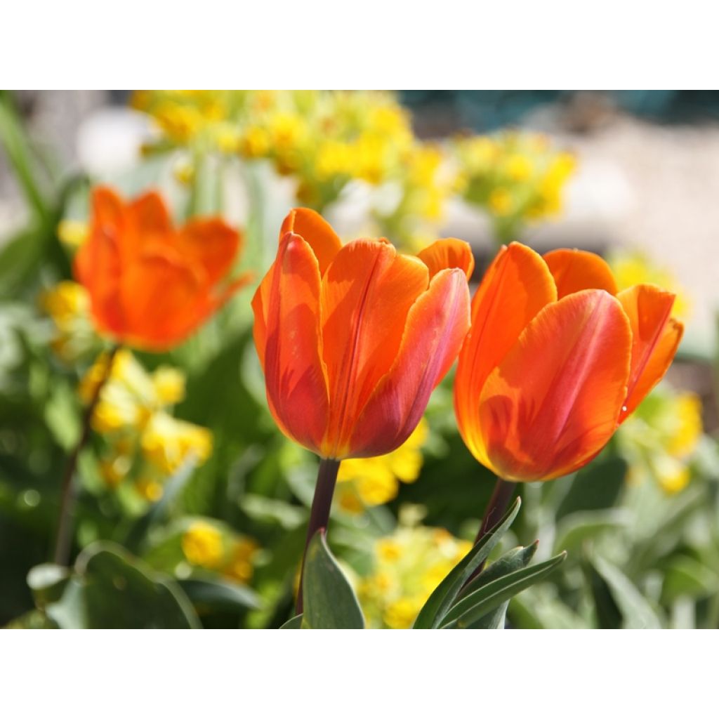 Tulipe Triumph Prinses Irene - Triumphtulp