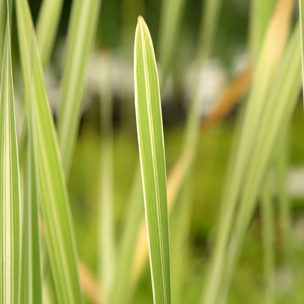 Typha latifolia Variegata - Grote lisdodde