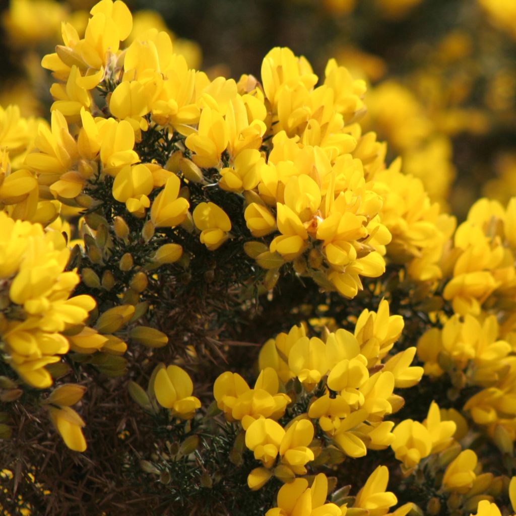 Ulex europaeus - Gaspeldoorn