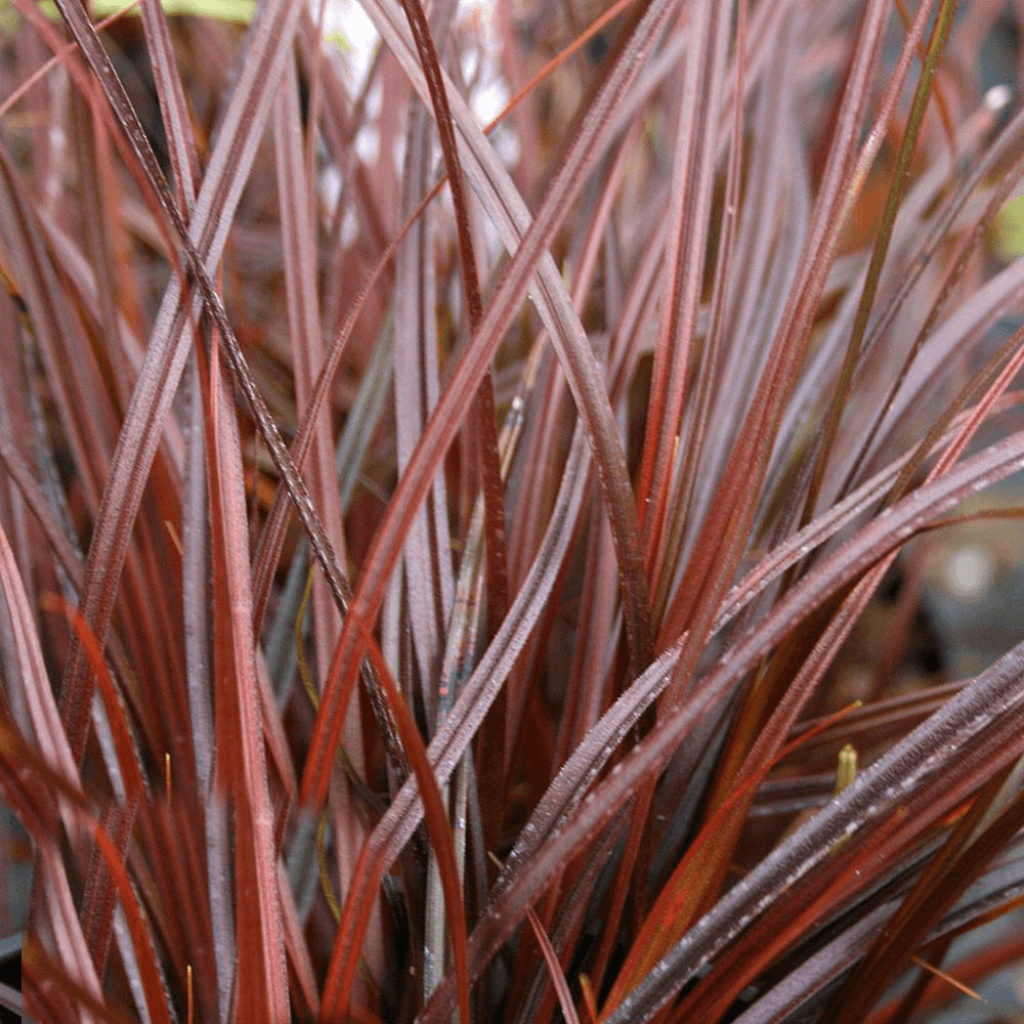 Uncinia rubra Everflame - Rode zegge
