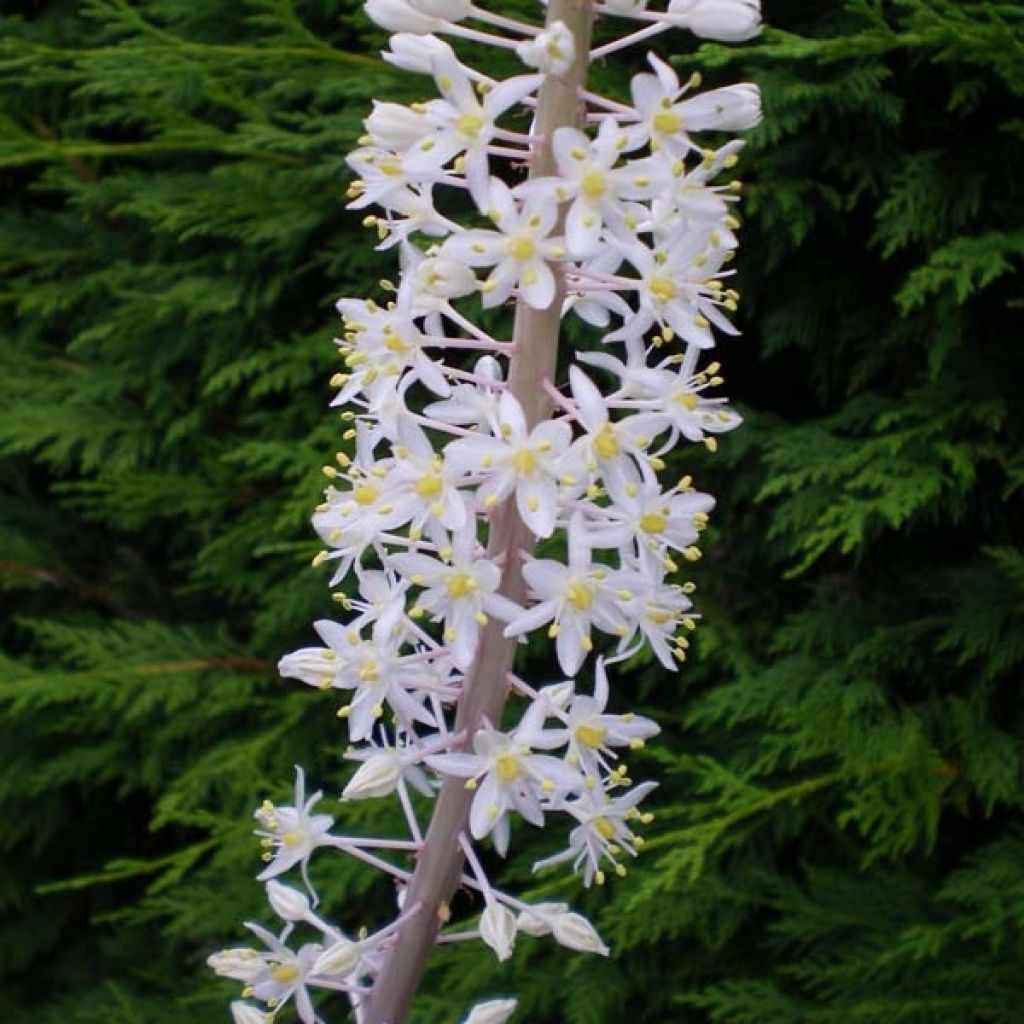 *Urginea maritima* - Zeeschuim