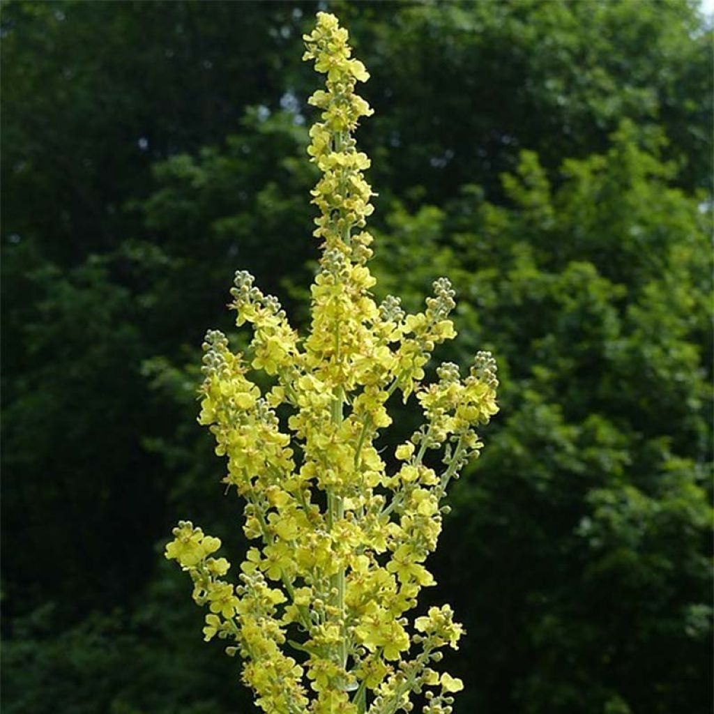 Verbascum olympicum - Toorts