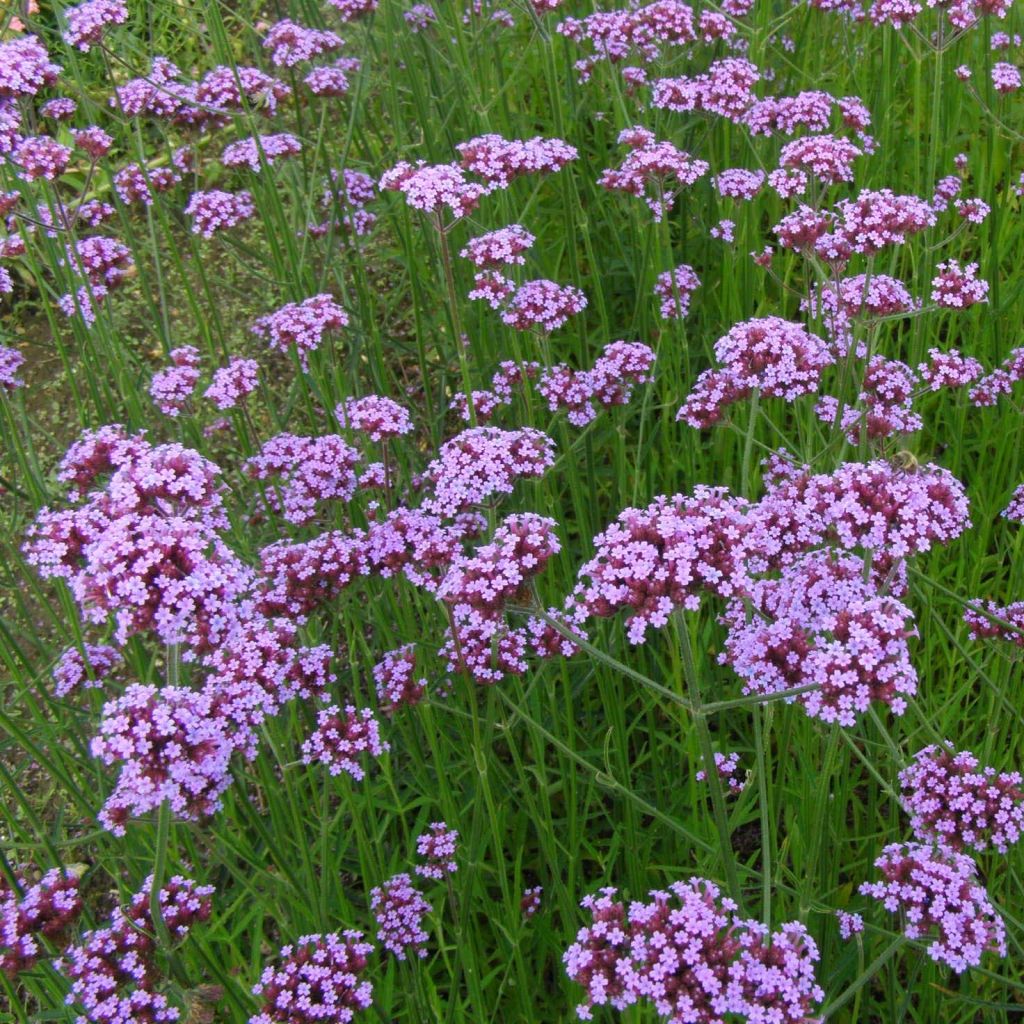 Verbena bonariensis - Reuzenverbena