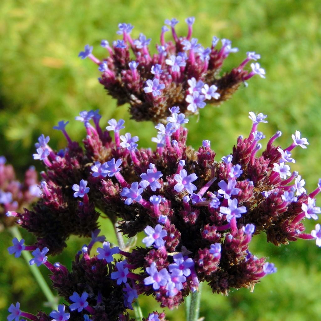 Verbena bonariensis - Reuzenverbena