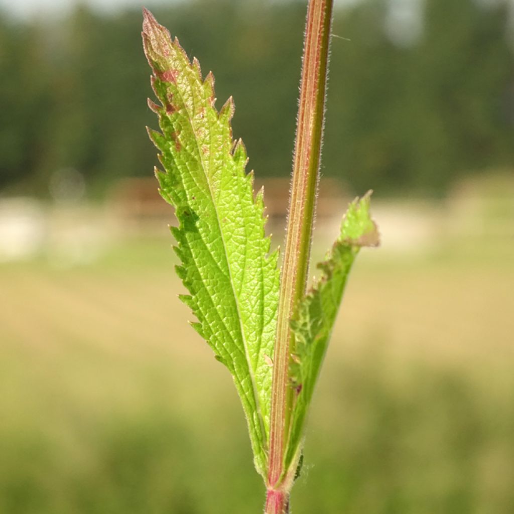 Verbena Lavender Spires - Hangverbena