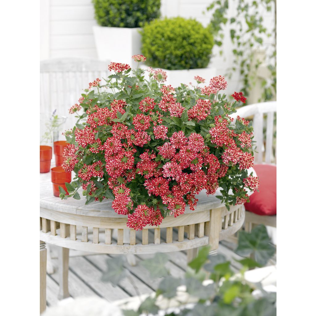 Verbena Estrella Voodoo Red Star - Hangverbena
