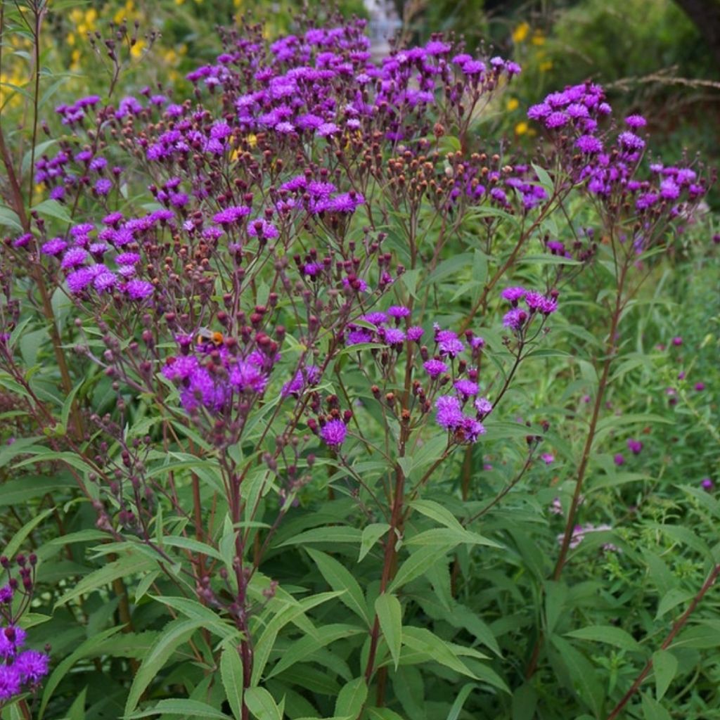 Vernonia arkansana - IJzerkruid