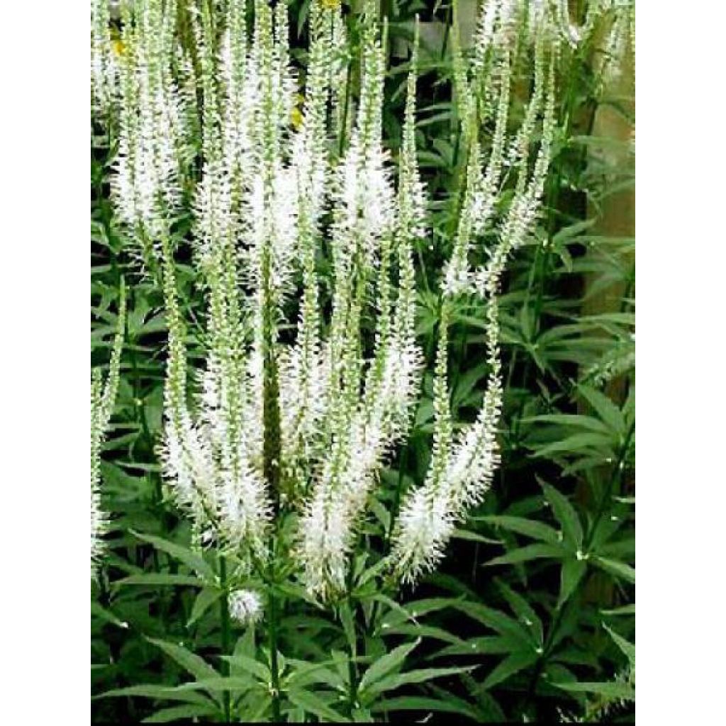 Veronicastrum virginicum var. album - Véronique de Virginie blanche