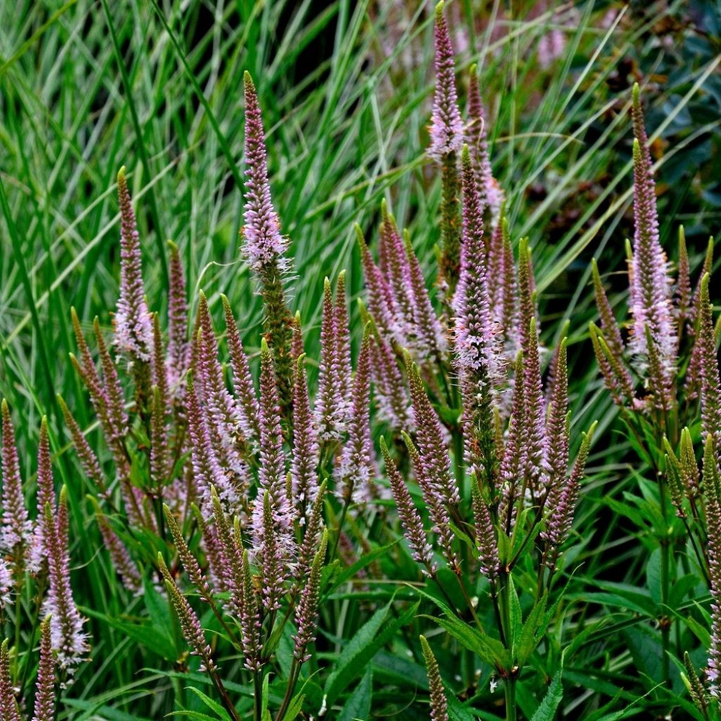 Veronicastrum virginicum Erika - Virginische ereprijs